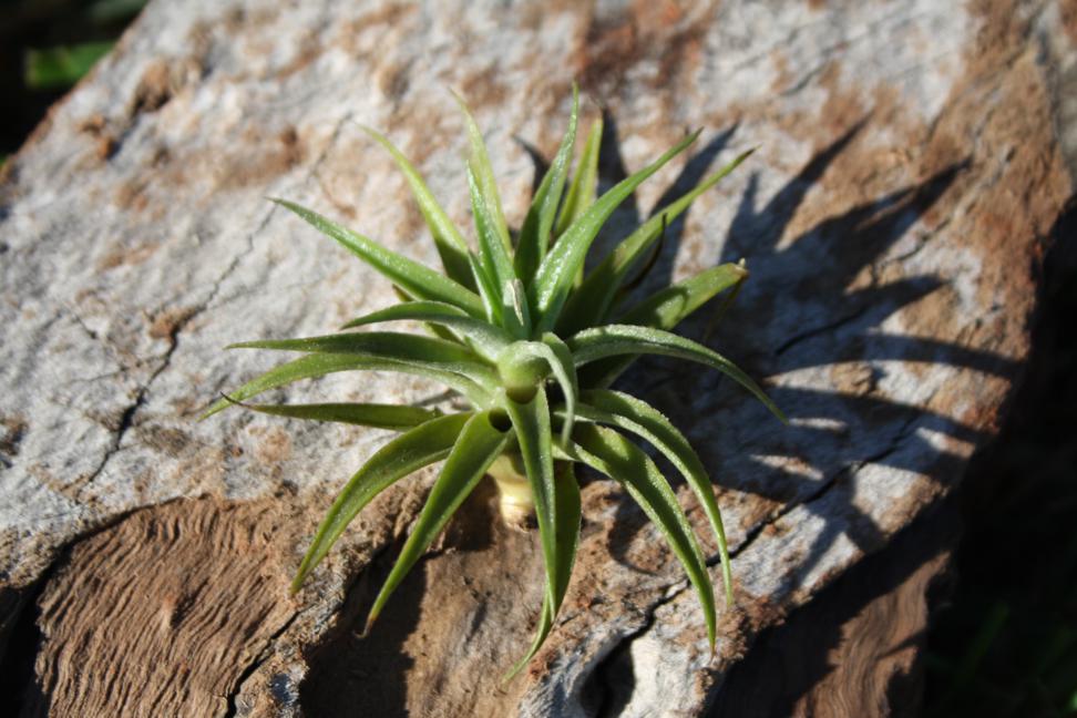 Tillandsia Harrisii