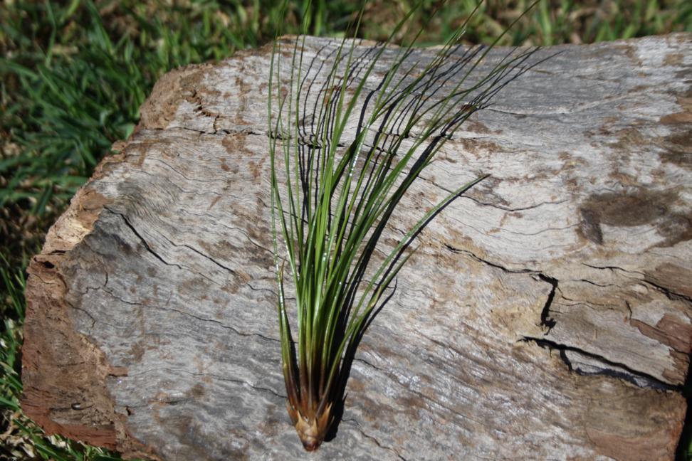 Tillandsia Juncifolia