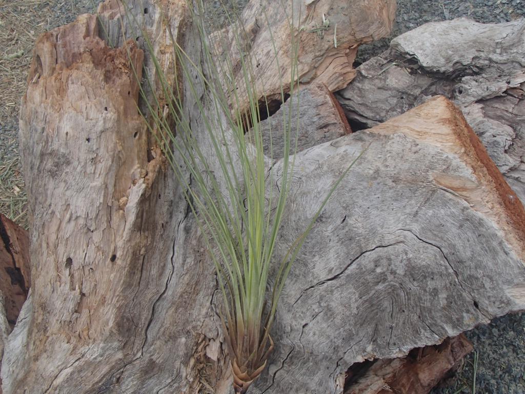 Tillandsia Juncifolia (Large)