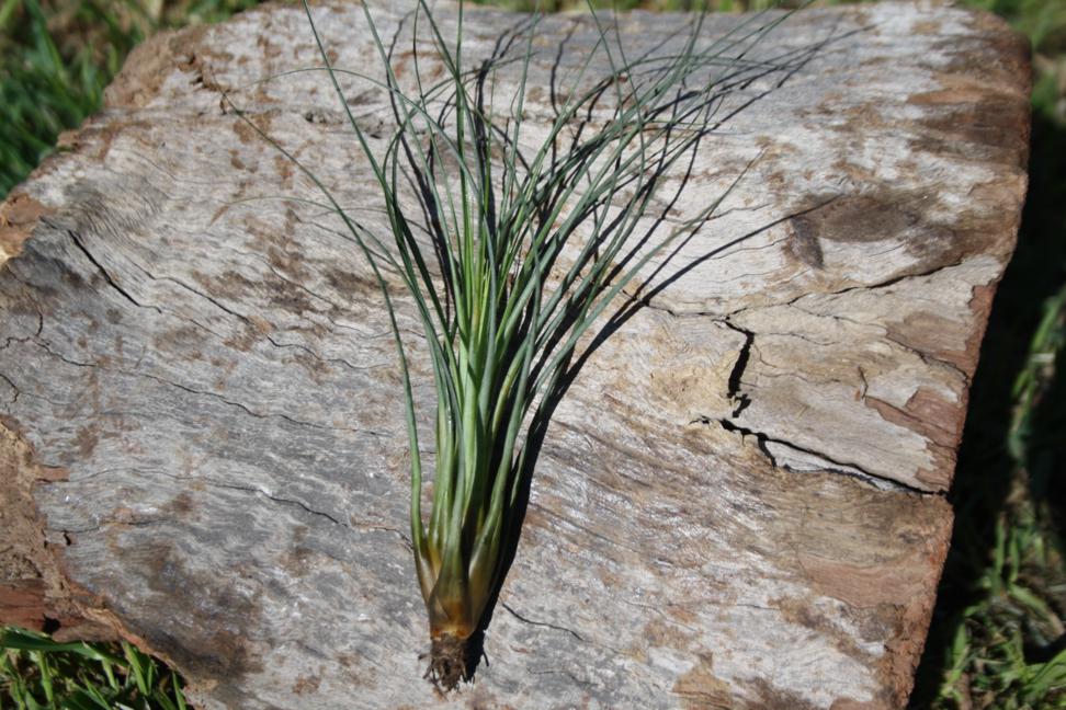 Tillandsia Punctulata