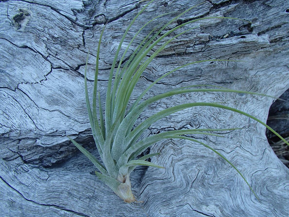 Tillandsia Rectifolia