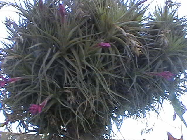 Tillandsia Bergeri